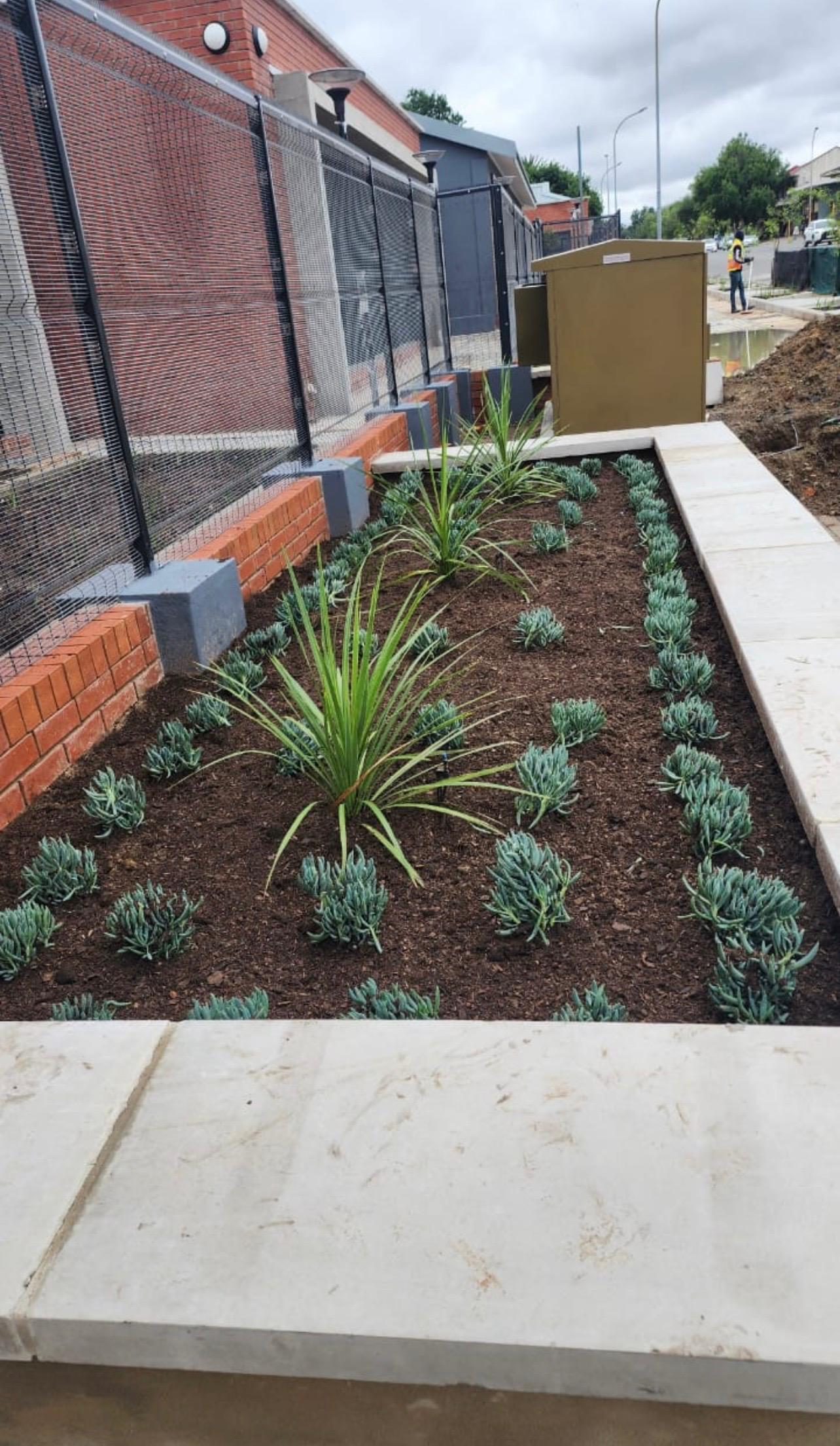 New indigenous planting bed beside a public walkway