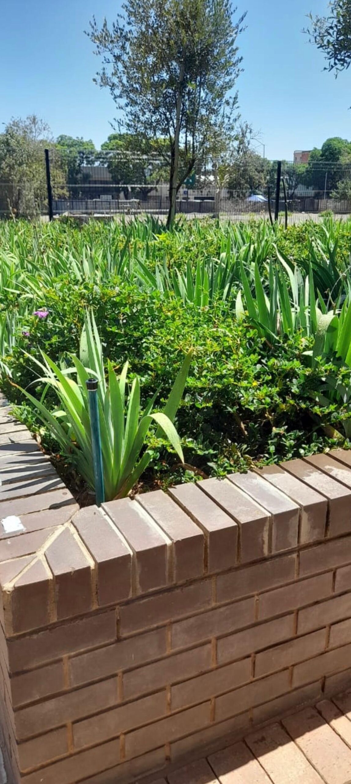 Established indigenous garden with brick planter